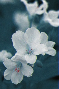 flowervariation